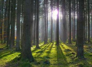 eosImage_374301